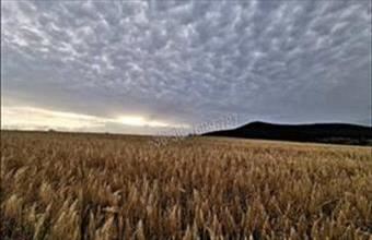 Eladó Kosdi egyéb telek hirdetés (88253244)