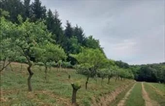 Eladó Zalaegerszegi termőföld, szántó hirdetés (48849547) Eladó Zalaegerszegi termőföld, szántó hirdetés (48849547)