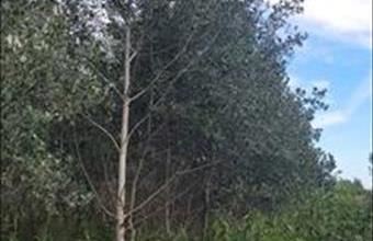 Eladó Mikebudai egyéb mezőgazdasági ingatlan hirdetés (36599368)