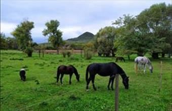 Eladó Badacsonytomaji egyéb telek hirdetés (42157773)