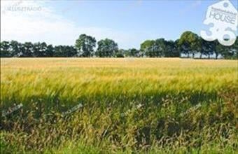 Eladó Kiskunfélegyházai külterületi telek hirdetés (84316352)