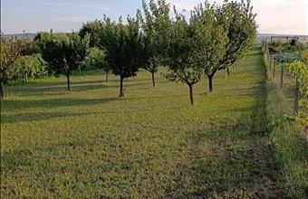 Eladó Móri zártkert hirdetés (35533325)