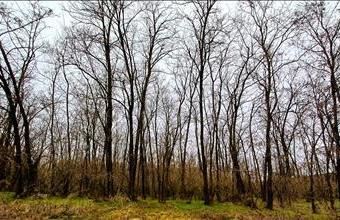 Eladó Nógrádmarcali egyéb mezőgazdasági ingatlan hirdetés (99899455)