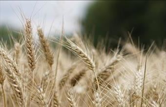 Eladó Dunakeszi külterületi telek hirdetés (27847533)