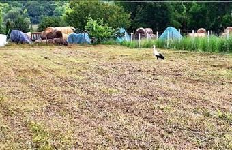 Eladó Vácdukai egyéb telek hirdetés (24755996)