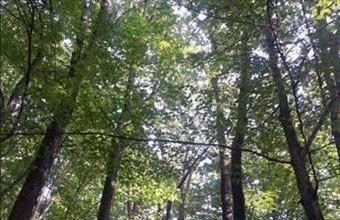 Eladó Kismarosi egyéb telek hirdetés (73989554)