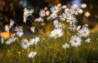 Eladó Váci egyéb telek hirdetés (67332142)