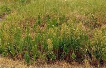 Eladó Váci egyéb telek hirdetés (41587631)