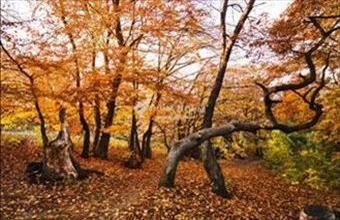 Eladó Szabadszállási külterületi telek hirdetés (39314422)