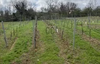 Eladó Villányi termőföld, szántó hirdetés (45327623) Eladó Villányi termőföld, szántó hirdetés (45327623)