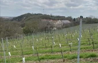 Eladó Villányi termőföld, szántó hirdetés (82762173) Eladó Villányi termőföld, szántó hirdetés (82762173)