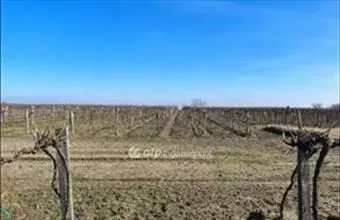 Eladó Csengődi egyéb telek hirdetés (13947564)
