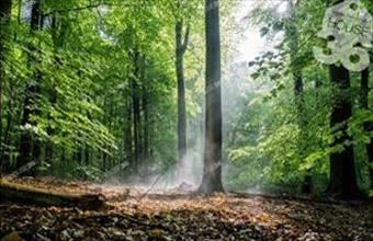 Eladó Kecskeméti külterületi telek hirdetés (84147423)