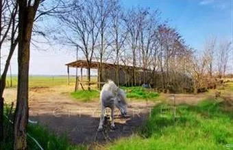 Eladó Madocsai egyéb mezőgazdasági ingatlan hirdetés (24483377) Eladó Madocsai egyéb mezőgazdasági ingatlan hirdetés (24483377)