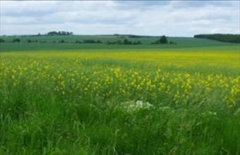 Eladó Alsónémedi termőföld, szántó hirdetés (45954496)