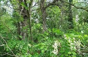 Eladó Kisapáti egyéb mezőgazdasági ingatlan hirdetés (19733178)