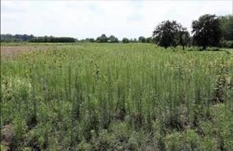 Eladó Zsombói egyéb telek hirdetés (94965316)