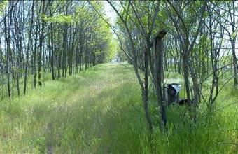 Eladó Zsombói egyéb telek hirdetés (54532296)