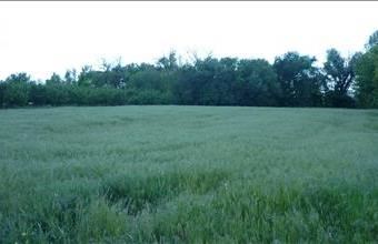 Eladó Zsombói egyéb mezőgazdasági ingatlan hirdetés (74492832)