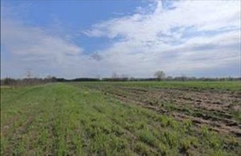 Eladó Szatymazi egyéb mezőgazdasági ingatlan hirdetés (18483935)