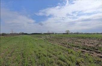 Eladó Szatymazi egyéb mezőgazdasági ingatlan hirdetés (18483935)