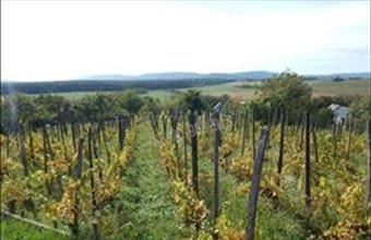 Eladó Sümegi egyéb mezőgazdasági ingatlan hirdetés (48452582)