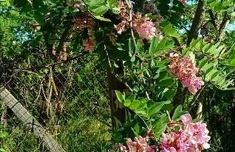 Eladó Kunpeszéri egyéb telek hirdetés (34657849)