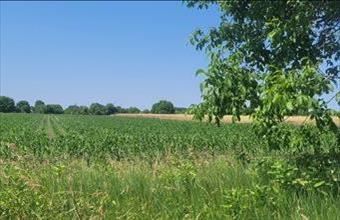 Eladó Albertirsai egyéb mezőgazdasági ingatlan hirdetés (13353954)