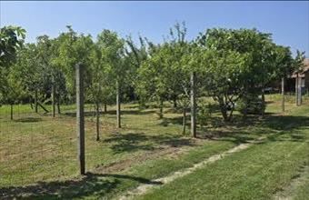 Eladó Cserdi egyéb mezőgazdasági ingatlan hirdetés (63835525)