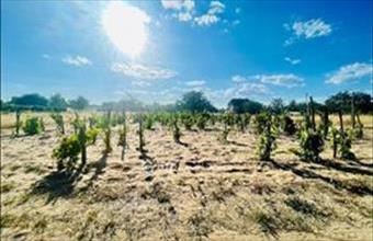 Eladó Debreceni lakóövezeti telek hirdetés (34263948)