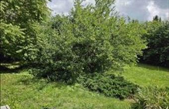 Eladó Mosonmagyaróvári lakóövezeti telek hirdetés (86364377)