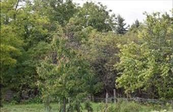 Eladó Tápi lakóövezeti telek hirdetés (64343846)