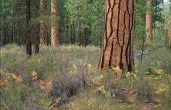 Eladó Kaposvári egyéb mezőgazdasági ingatlan hirdetés (73159534)