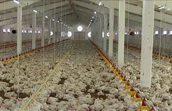 Eladó Kálmáncsai egyéb mezőgazdasági ingatlan hirdetés (38243746)