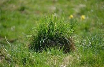 Eladó Igali zártkert hirdetés (41738942)