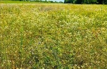 Eladó Igali zártkert hirdetés (44333337)