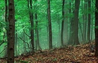 Eladó Rinyakovácsi egyéb mezőgazdasági ingatlan hirdetés (94332363)