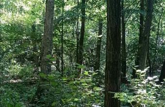 Eladó Kaposkeresztúri egyéb mezőgazdasági ingatlan hirdetés (48928383)