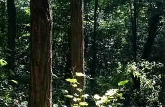 Eladó Kaposkeresztúri egyéb mezőgazdasági ingatlan hirdetés (48928383)