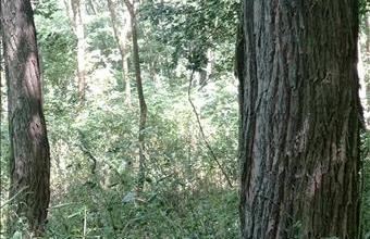 Eladó Kaposkeresztúri egyéb mezőgazdasági ingatlan hirdetés (48928383)