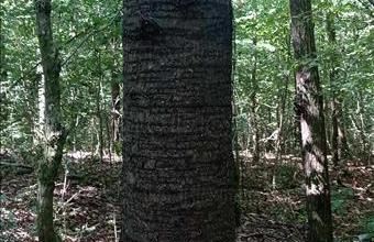 Eladó Kaposkeresztúri egyéb mezőgazdasági ingatlan hirdetés (48928383)