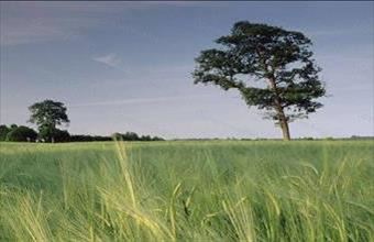 Eladó Kehidakustányi lakóövezeti telek hirdetés (75598231)