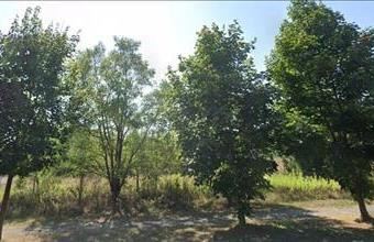 Eladó Zalacsányi lakóövezeti telek hirdetés (11492473)