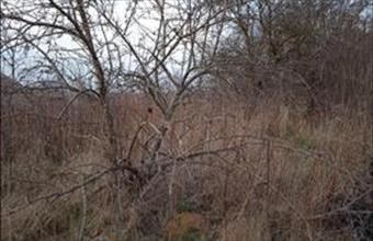 Eladó Orosztonyi lakóövezeti telek hirdetés (49592995)