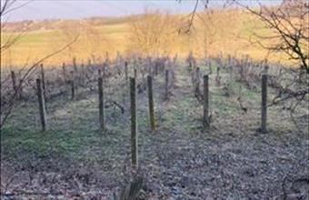 Eladó Ságvári zártkert hirdetés (61234348)