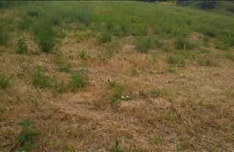 Eladó Karádi lakóövezeti telek hirdetés (43932767)