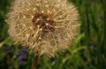 Eladó Siófoki lakóövezeti telek hirdetés (94568574)