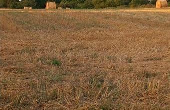 Eladó Balatonszabadi egyéb mezőgazdasági ingatlan hirdetés (63336167)