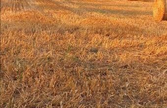 Eladó Balatonszabadi egyéb mezőgazdasági ingatlan hirdetés (63336167)