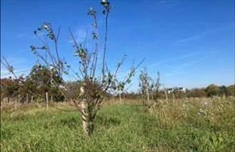 Eladó Balatonendrédi lakóövezeti telek hirdetés (45488346)